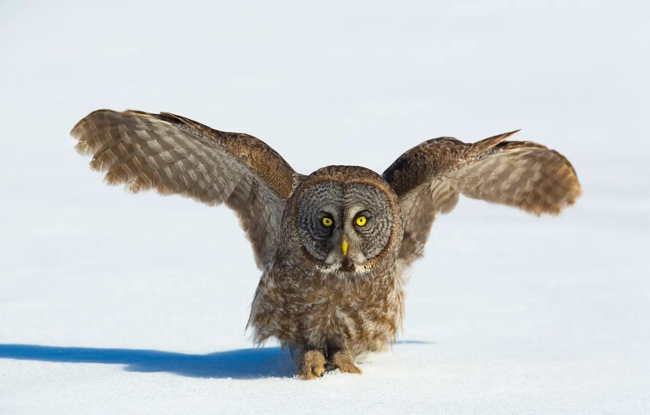 Photo wallpaper winter, look, snow, owl, bird, wings