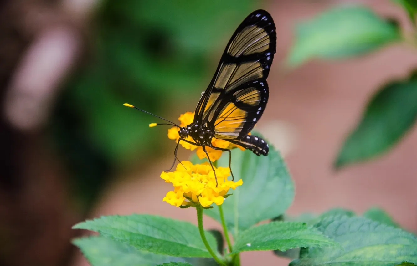 Photo wallpaper flowers, macro, butterfly, wings, beautiful, closeup