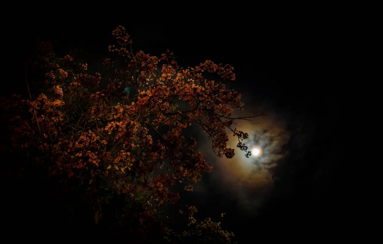 Photo wallpaper the sky, trees, night, clouds, the moon