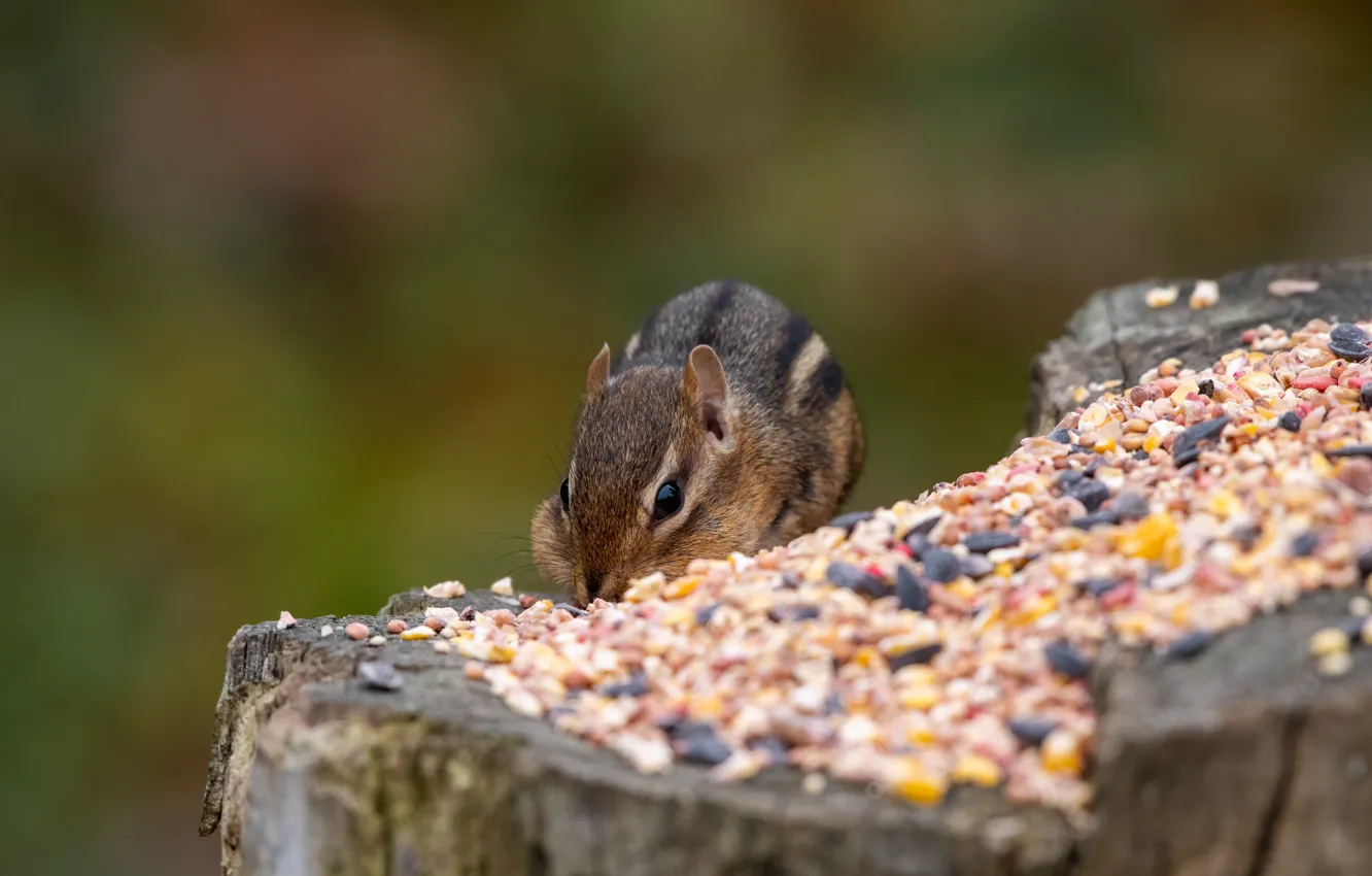 Photo wallpaper look, pose, background, stump, muzzle, Chipmunk, nuts, seeds
