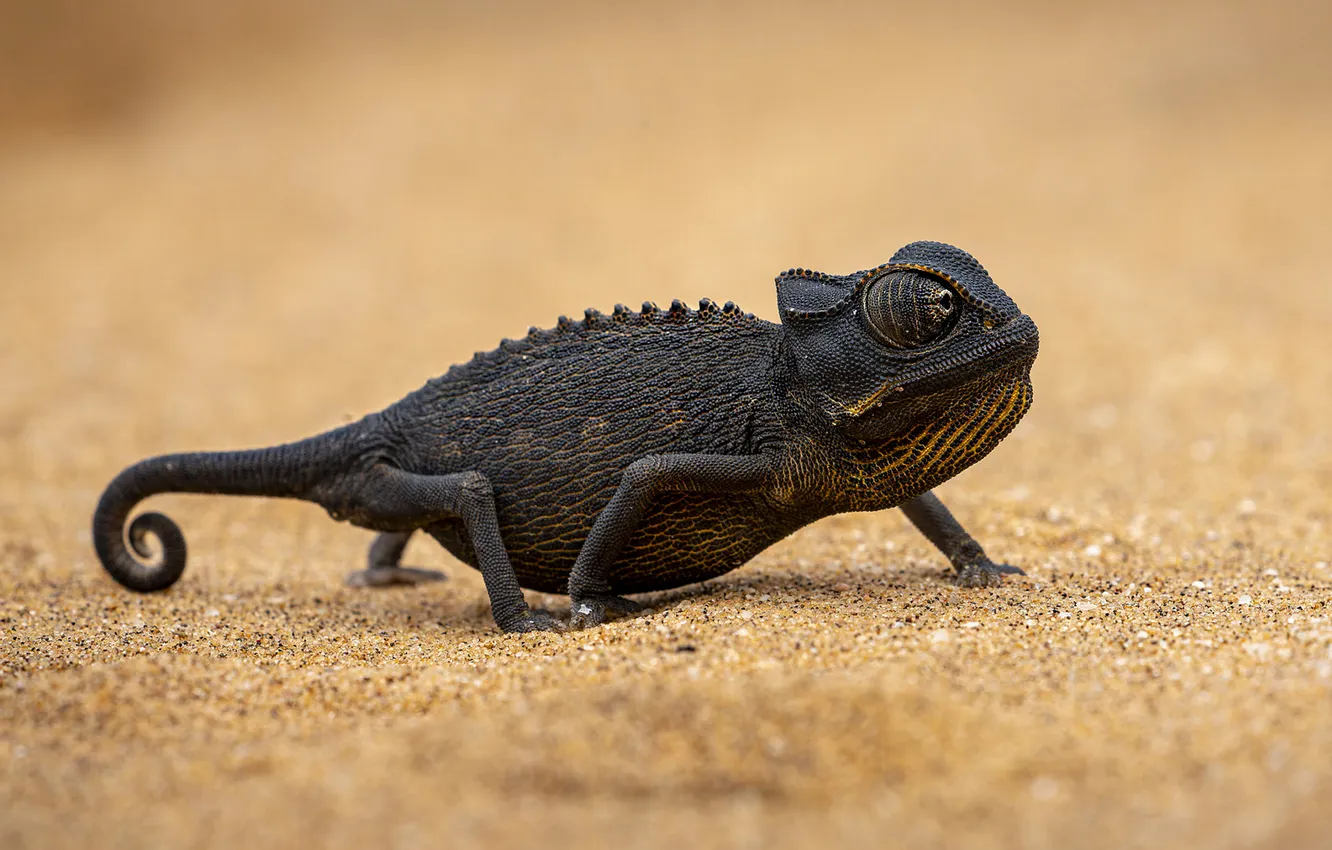 Photo wallpaper sand, look, chameleon, black, reptile