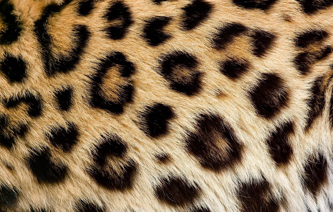 Photo wallpaper texture, wool, spot, leopard, fur