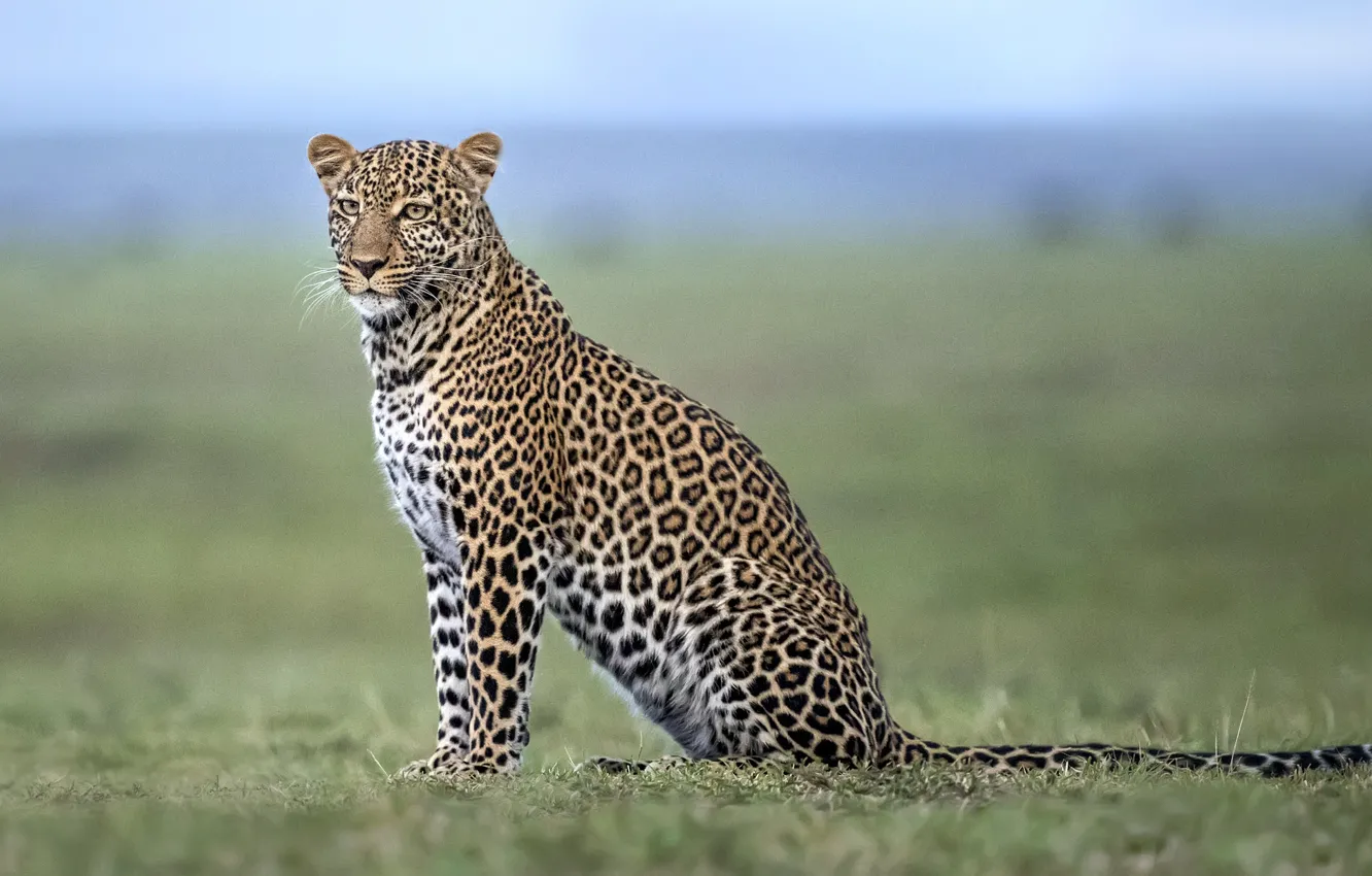 Photo wallpaper leopard, Savannah, Africa, leopard, Africa, savannah