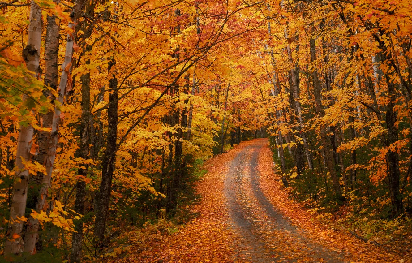 Photo wallpaper road, autumn, forest, leaves, trees, yellow