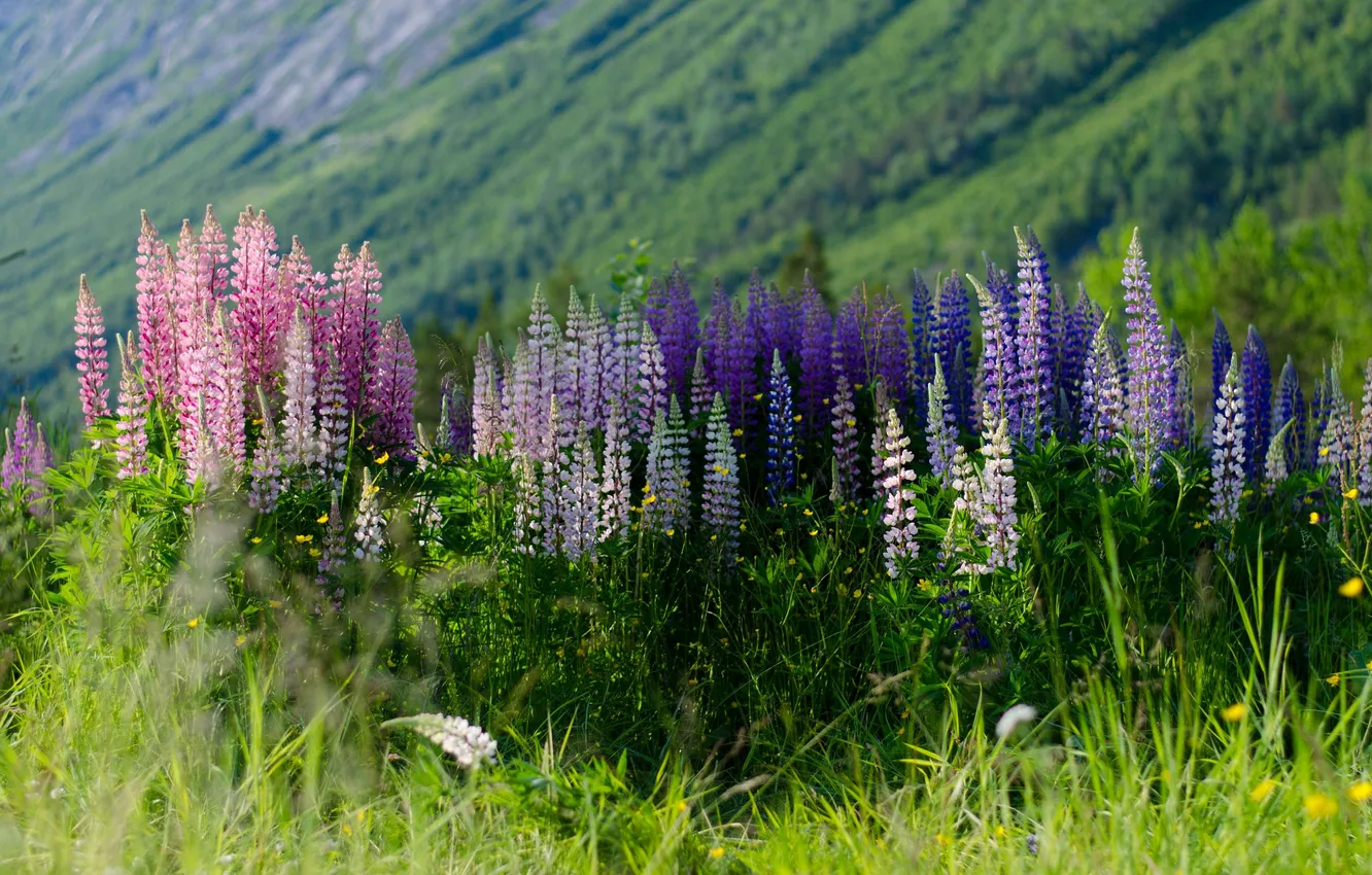 Photo wallpaper flowers, background, lupins