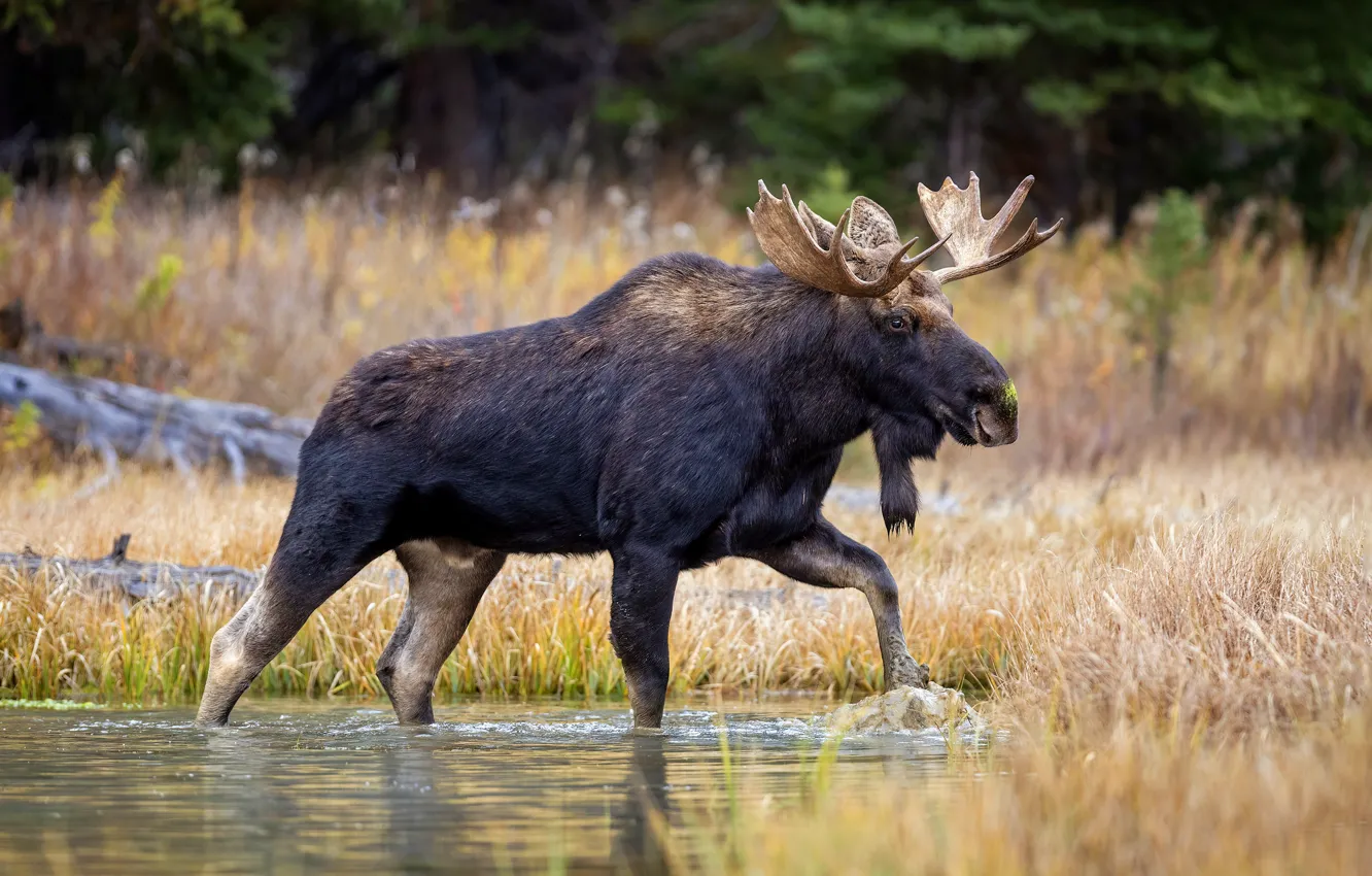 Photo wallpaper forest, nature, moose