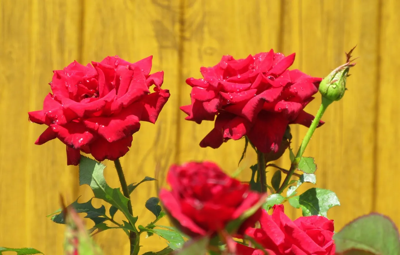 Photo wallpaper red, background, roses, Meduzanol ©, Summer 2018