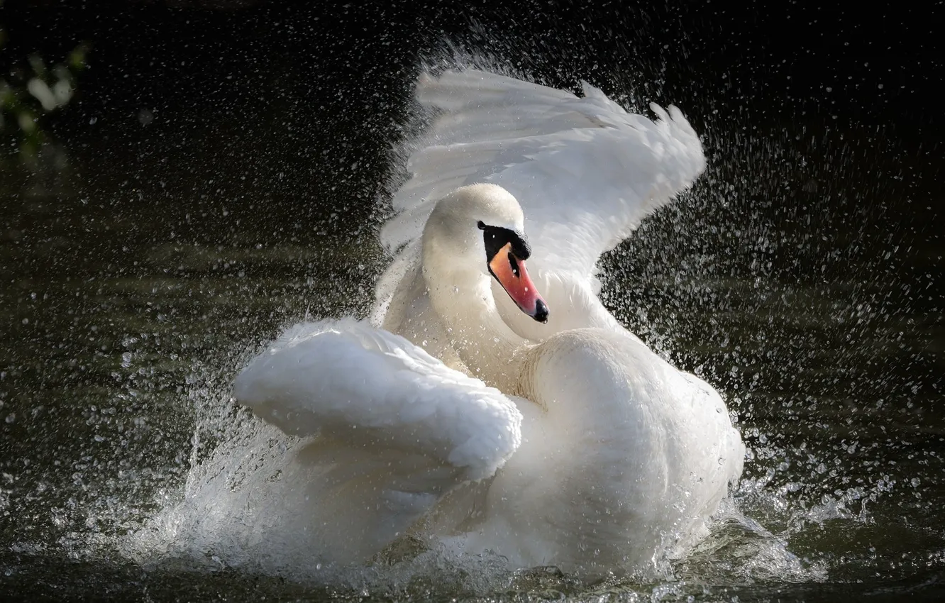 Photo wallpaper water, squirt, lake, Swan, Swan, splashing, the water, the lake