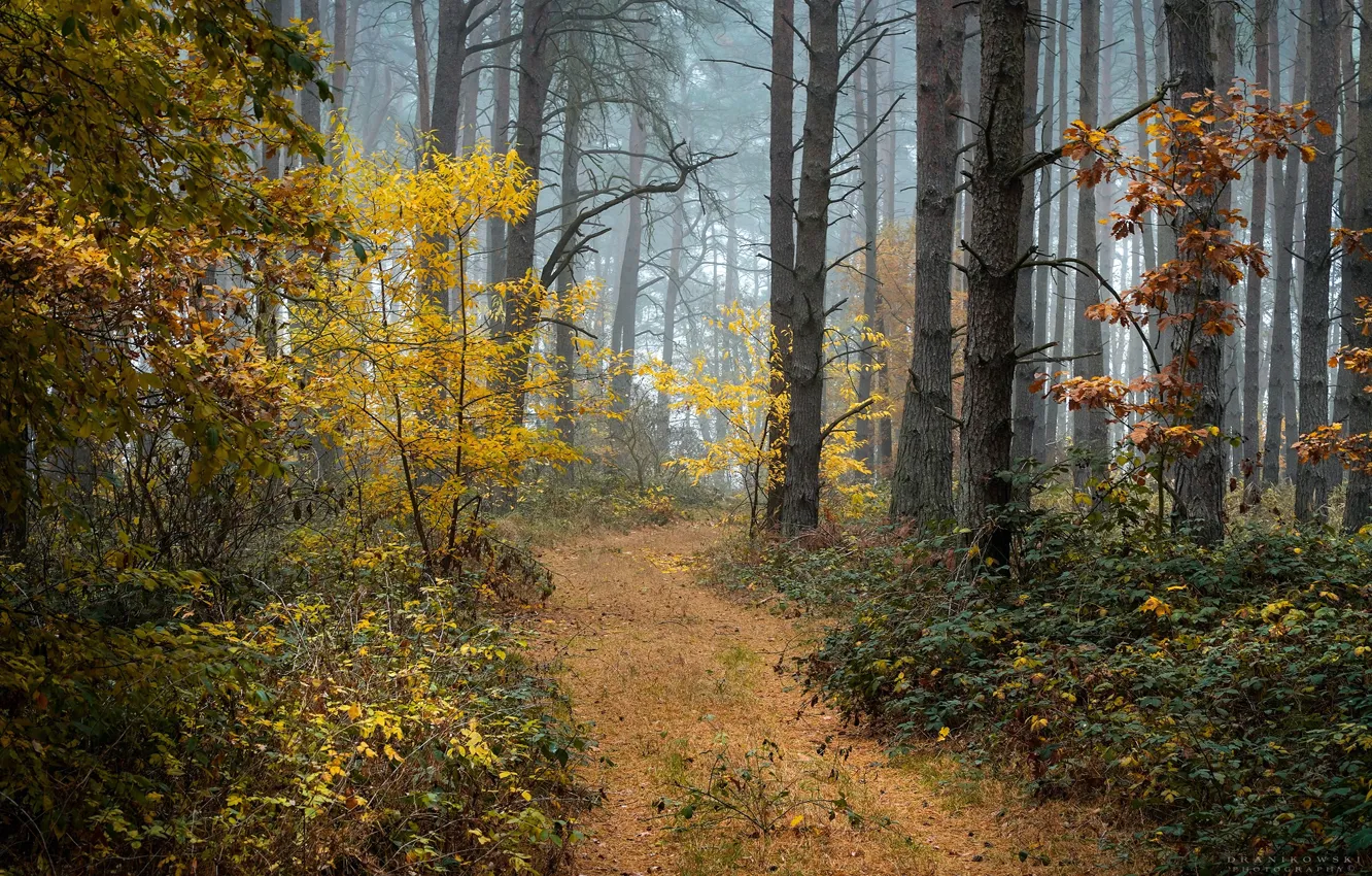 Photo wallpaper forest, trees, nature, fog, path