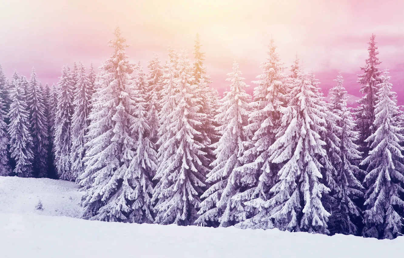 Photo wallpaper cold, winter, snow, nature, tree, beauty