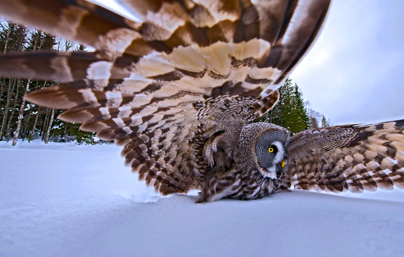 Photo wallpaper winter, snow, trees, nature, bird, wings, feathers, hunting