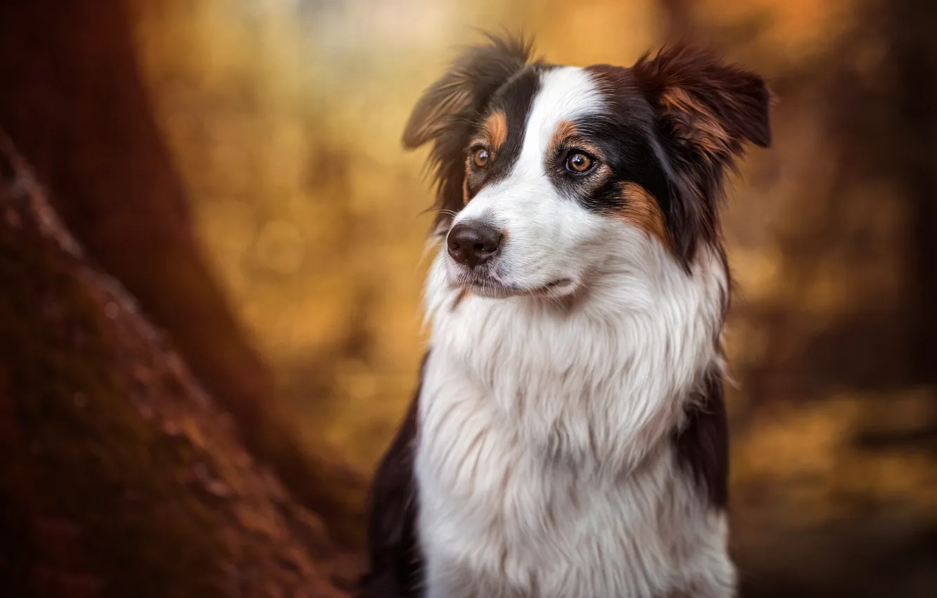 Photo wallpaper look, dog, the border collie, Bonnie