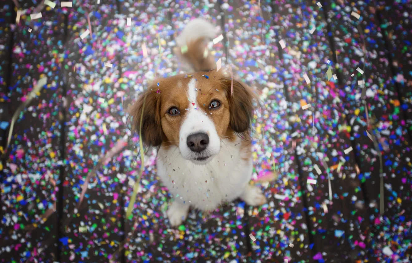 Photo wallpaper look, nature, pose, holiday, Board, new year, dog, sequins
