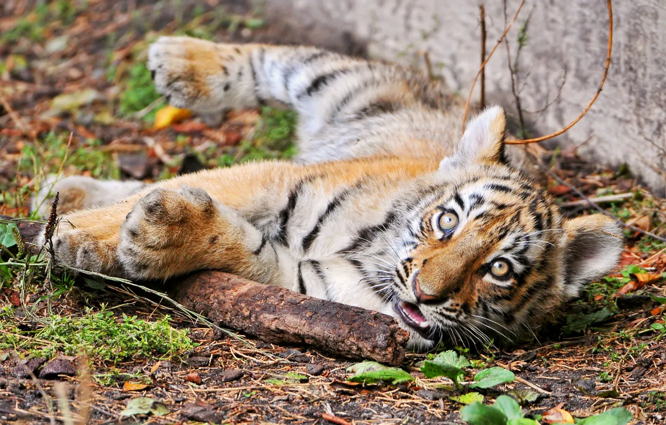 Photo wallpaper cat, look, tiger, cub, tiger, stick, Amur, ©Tambako The Jaguar