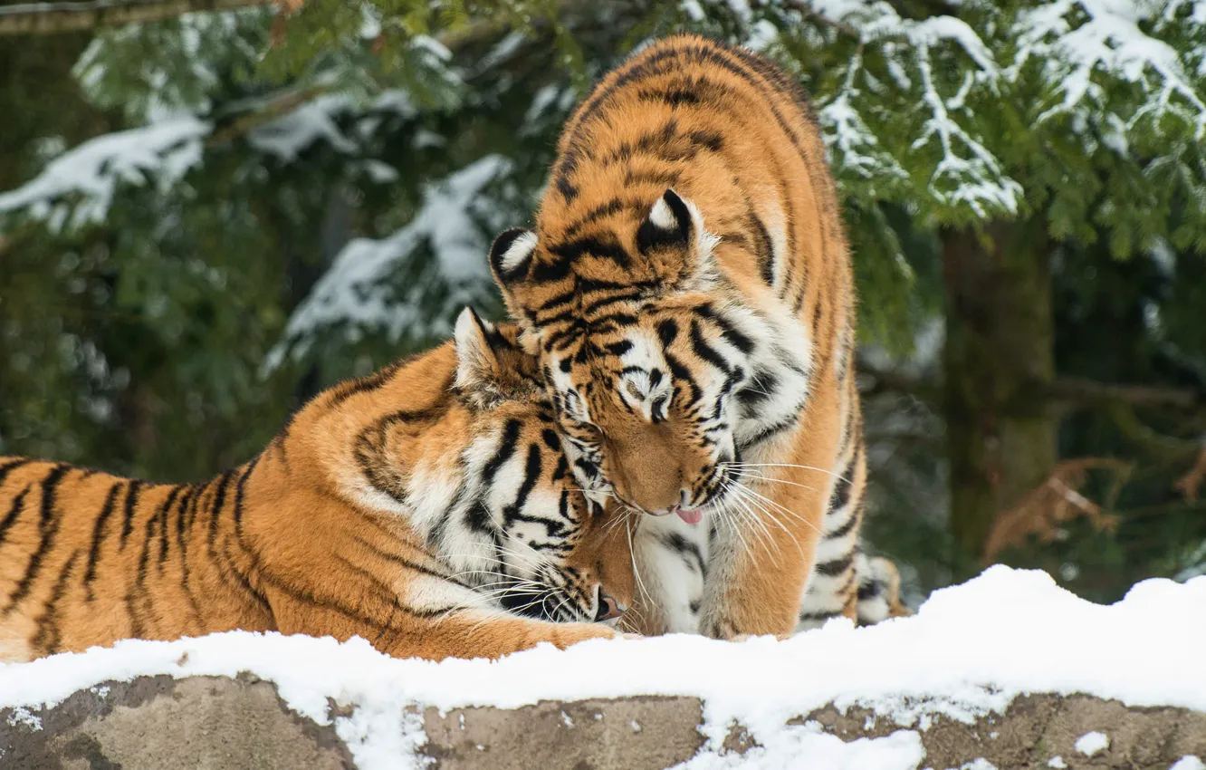 Photo wallpaper winter, snow, tiger, pair, weasel, two tigers