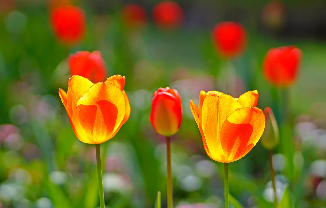 Photo wallpaper light, flowers, bright, spring, yellow, garden, tulips, red