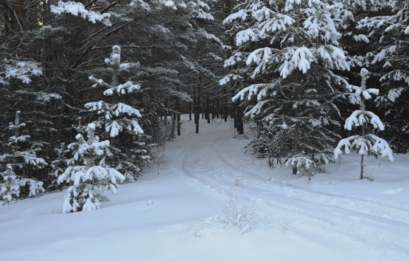 Photo wallpaper winter, forest, snow, trees, traces, frost, track, forest