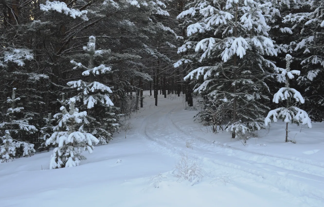 Photo wallpaper forest, snow, trees, traces, Winter, frost, track, forest