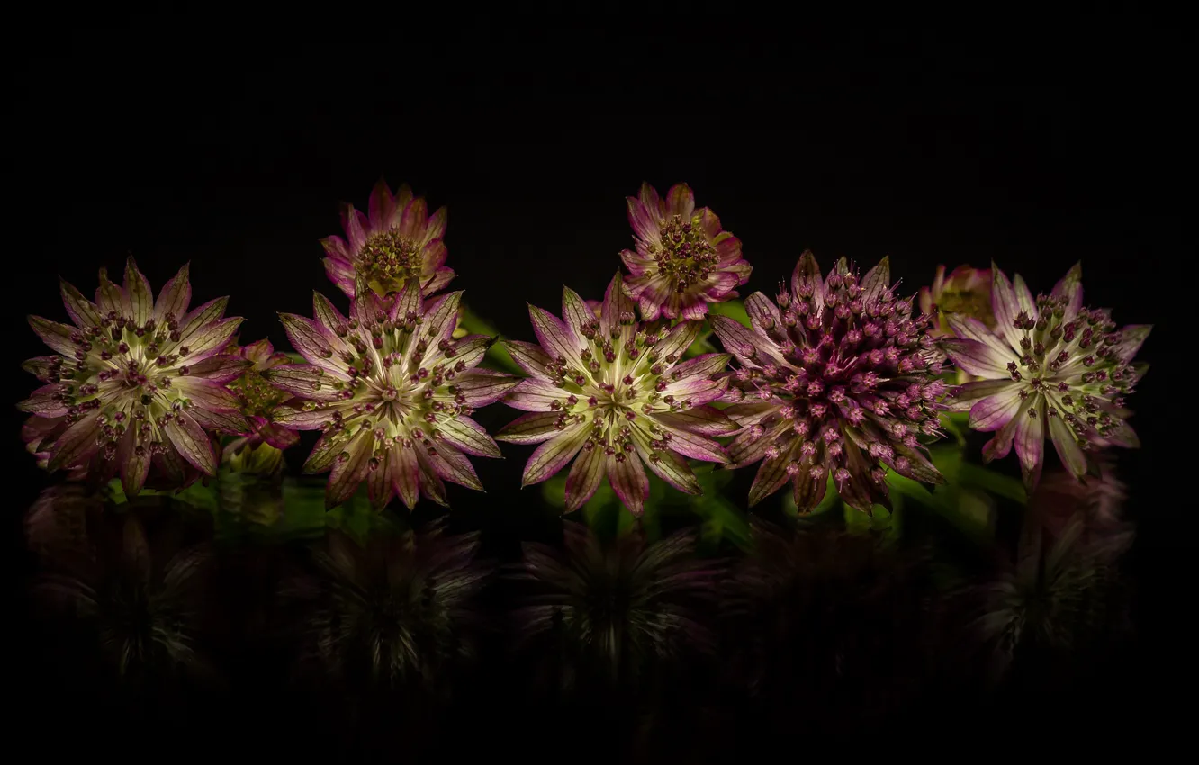 Photo wallpaper macro, reflection, astrantia