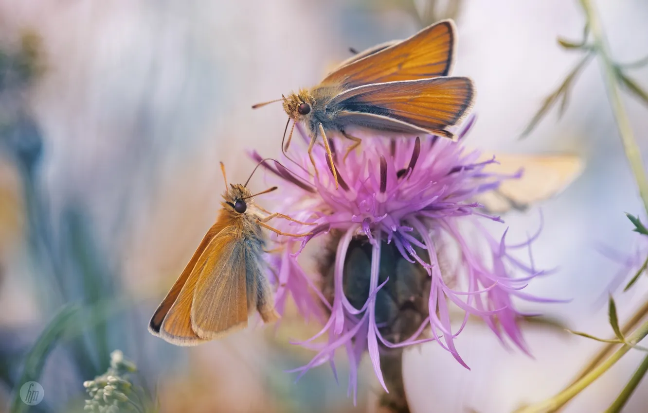 Photo wallpaper macro, flowers, butterfly, pink