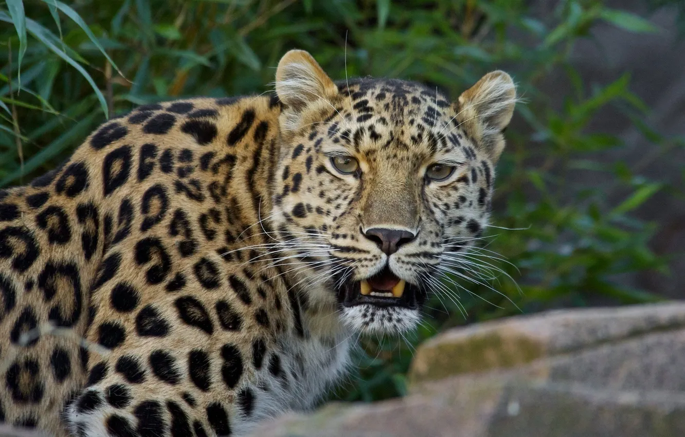 Photo wallpaper face, predator, leopard, fangs, wild cat
