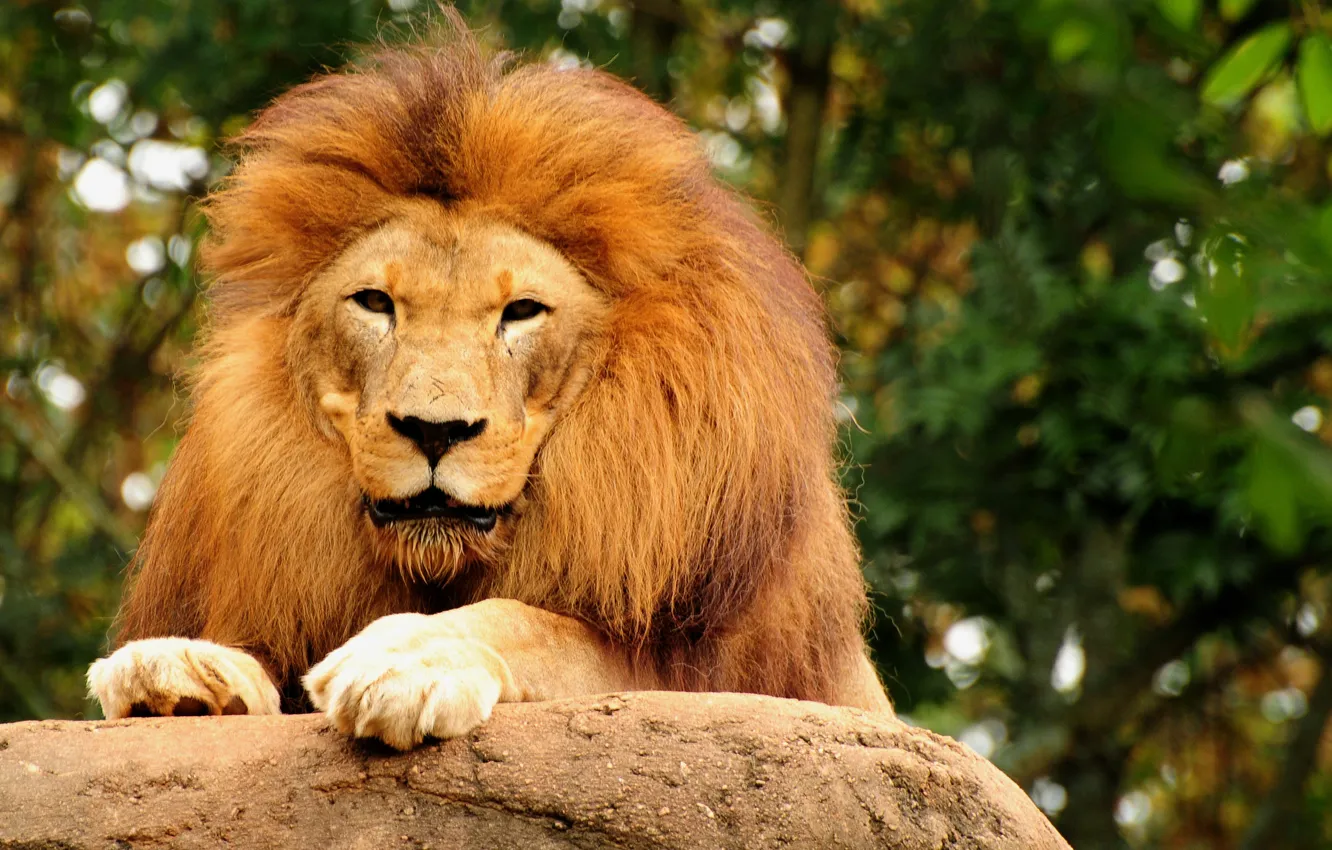 Photo wallpaper animals, Wallpaper, Leo, the king of beasts