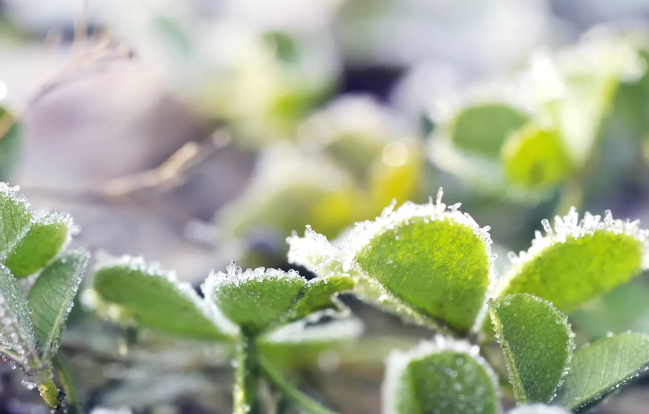 Photo wallpaper cold, frost, light, plant, crystals, leaves