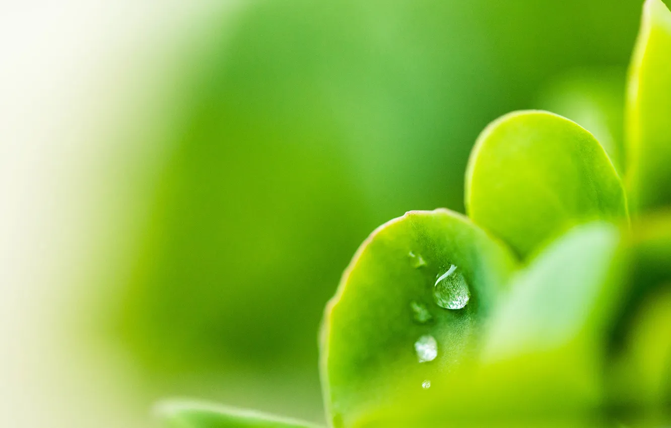 Photo wallpaper leaves, drops, macro, plant