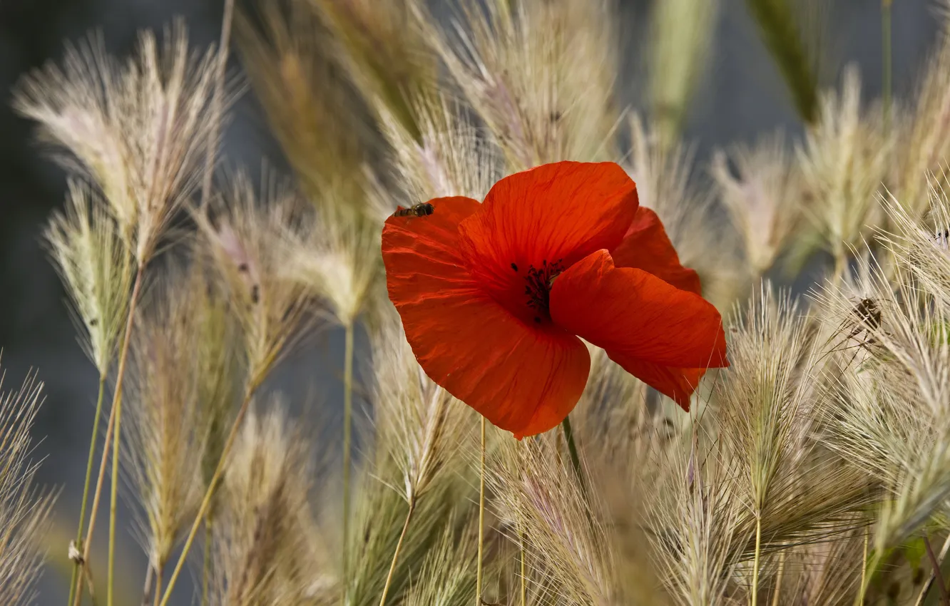 Photo wallpaper field, red, Mac, insect, ears