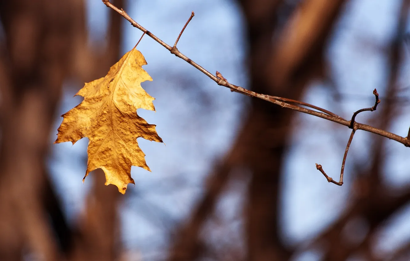 Photo wallpaper autumn, nature, branch, leaf, Autumn leaves