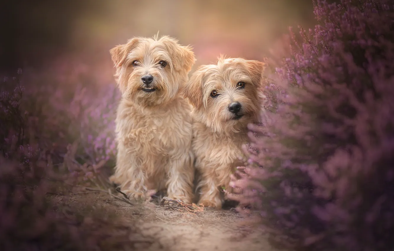 Photo wallpaper dogs, pair, two dogs, twins, Heather, The Norfolk Terrier