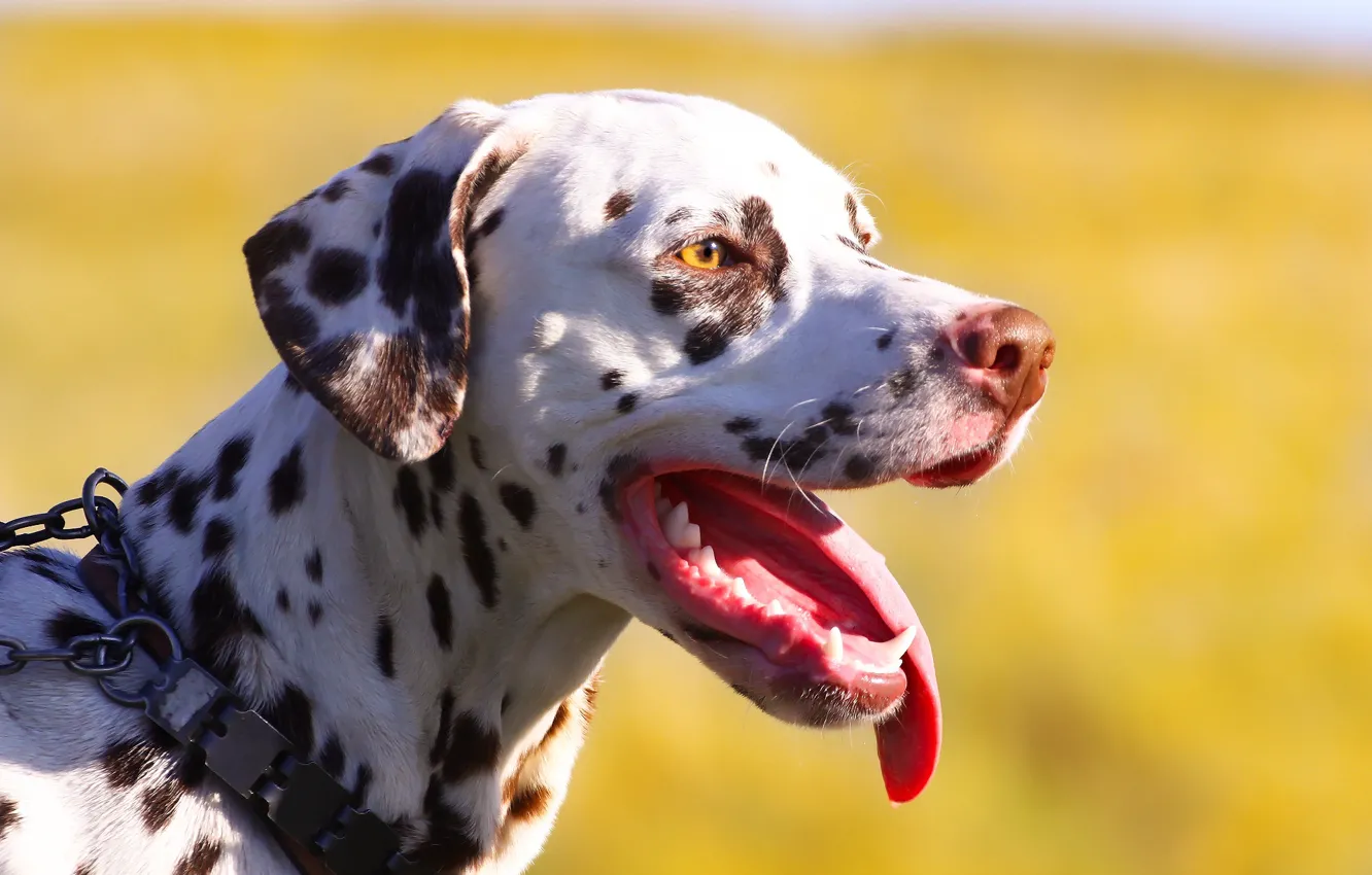 Photo wallpaper language, background, each, Dalmatians