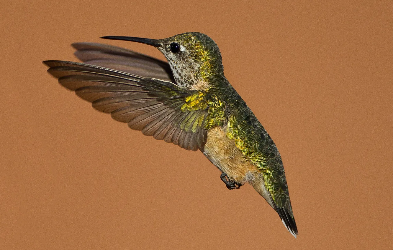 Photo wallpaper bird, wings, beak, Hummingbird-calliope