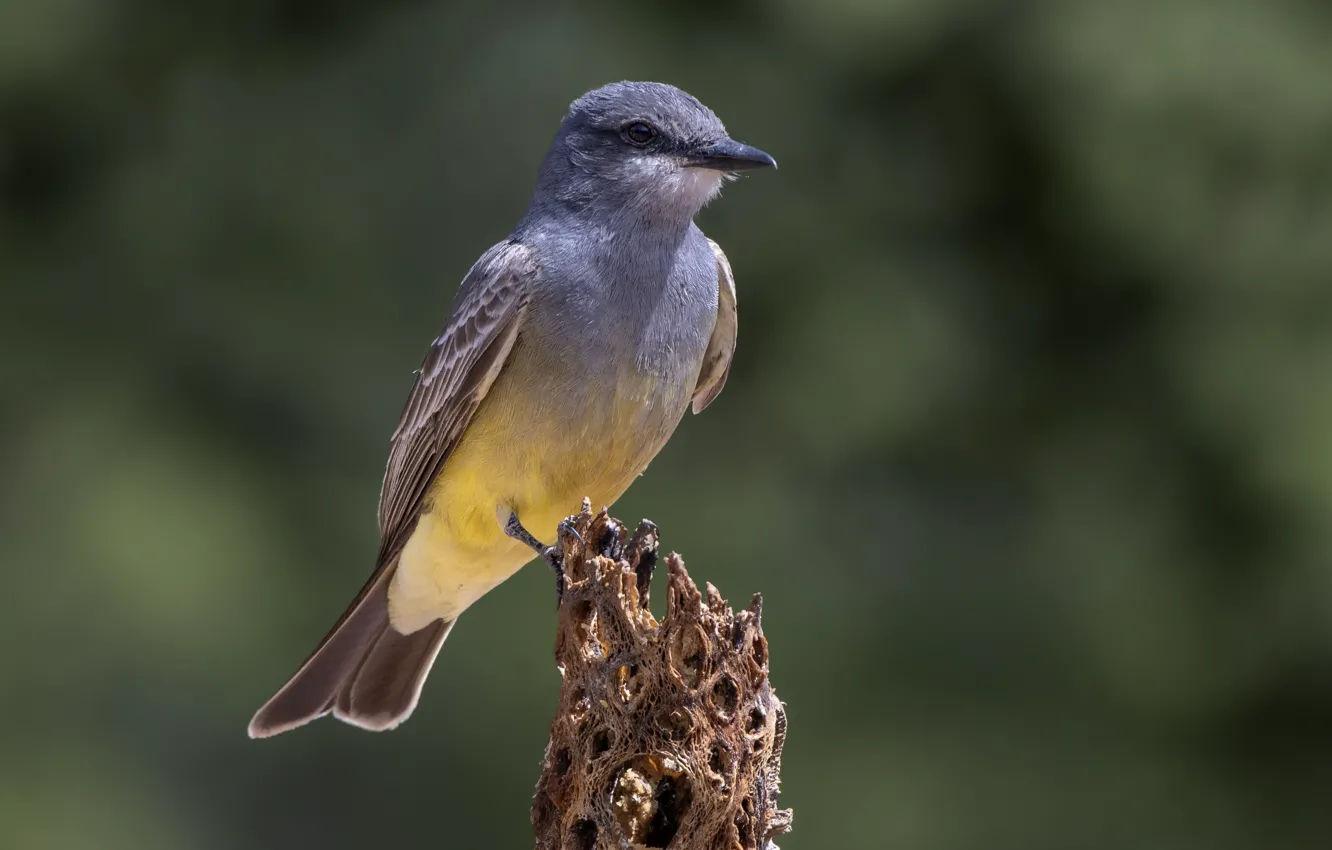 Photo wallpaper branches, bird, Royal Tyrann Cassina