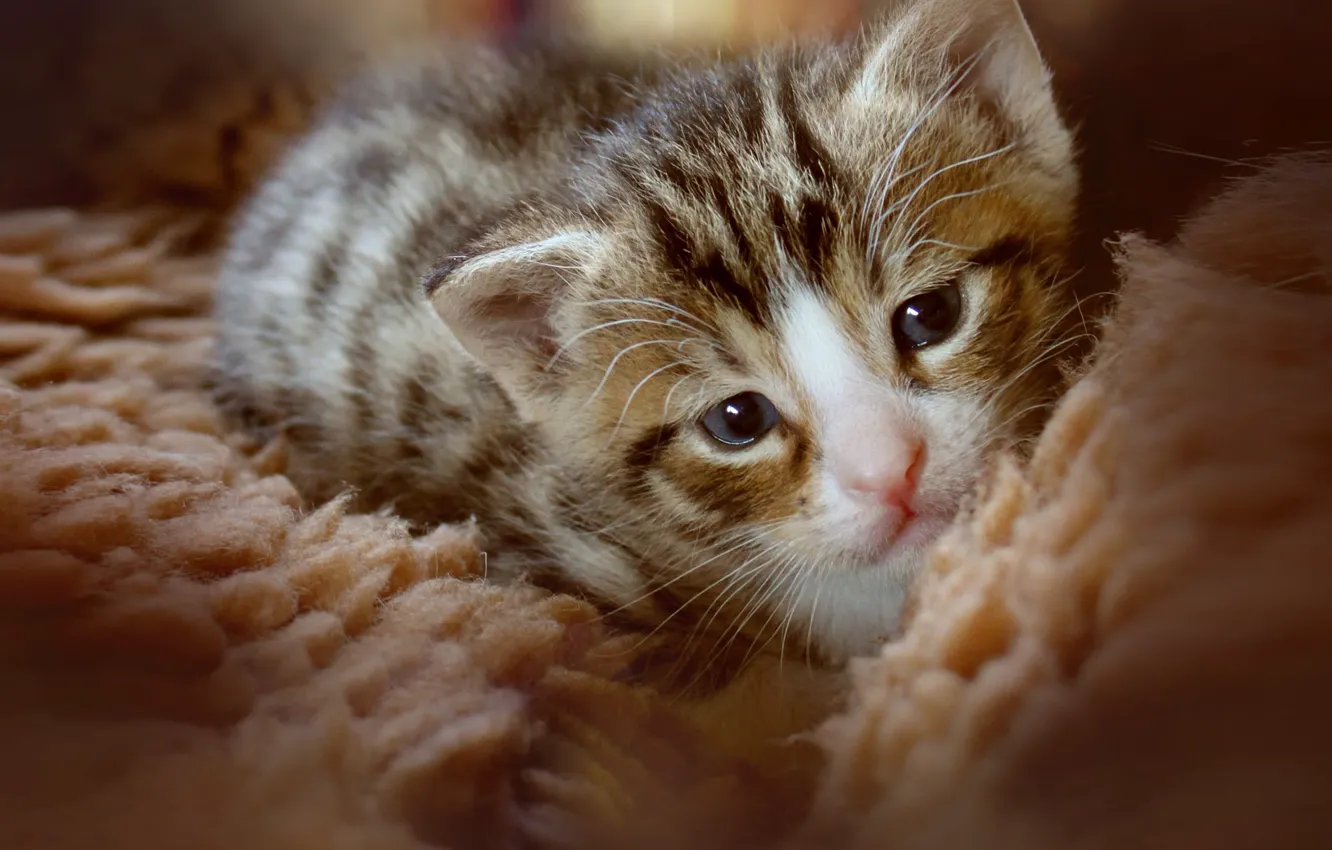 Photo wallpaper cat, kitty, baby, blanket, lies, fur, face, tabby