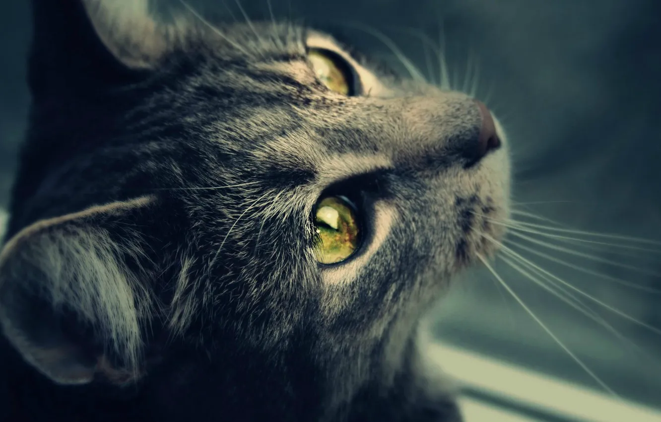 Photo wallpaper cat, mustache, wool