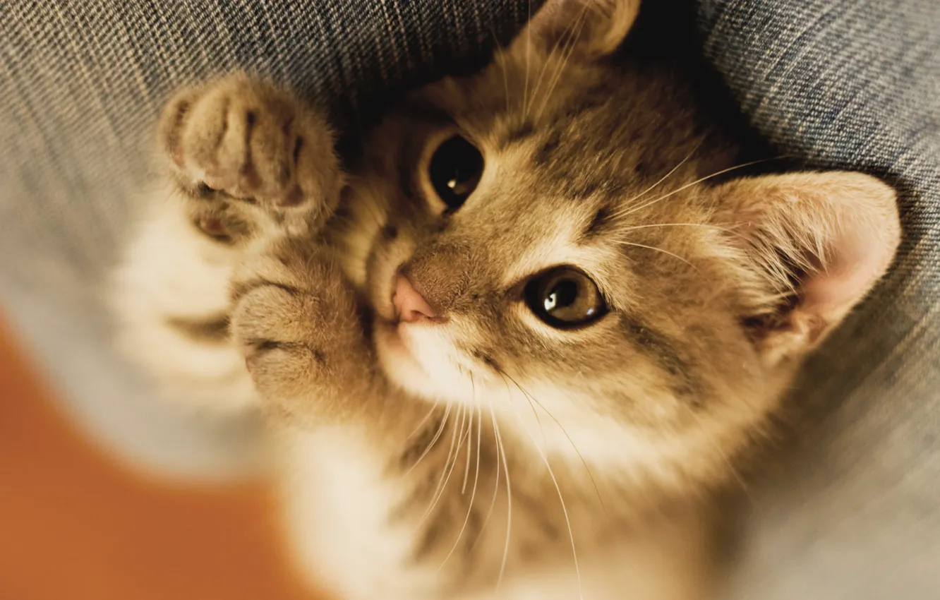 Photo wallpaper mustache, legs, muzzle, kitty