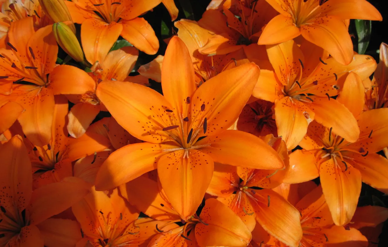 Photo wallpaper Lily, red, orange