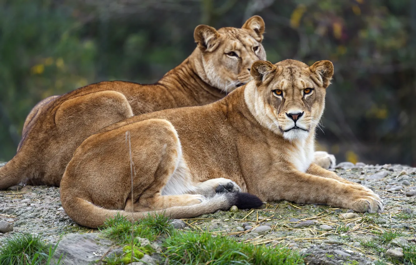 Photo wallpaper look, pair, lies, lioness