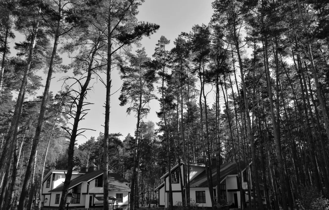 Photo wallpaper pine, cottage, the suburbs