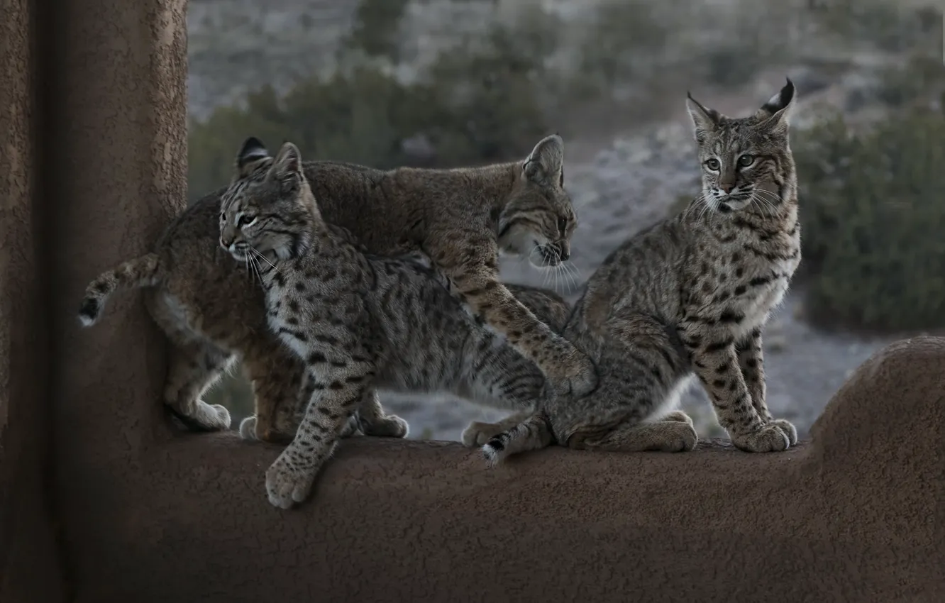 Photo wallpaper kittens, lynx, cubs, Trinity