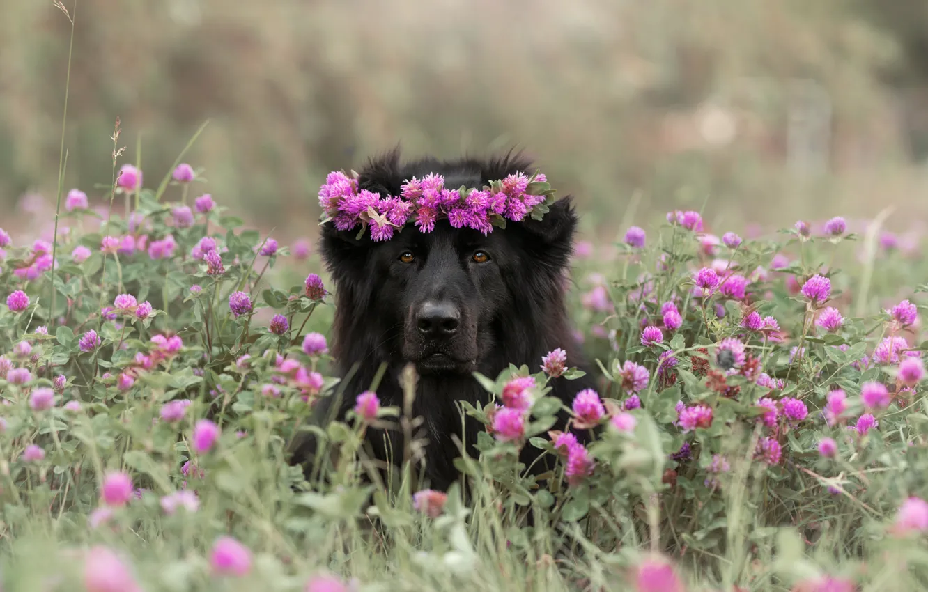 Photo wallpaper look, face, flowers, nature, pose, glade, black, portrait