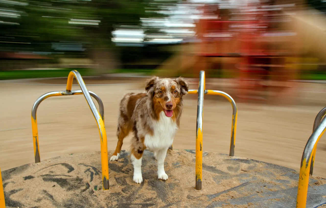 Photo wallpaper look, each, dog