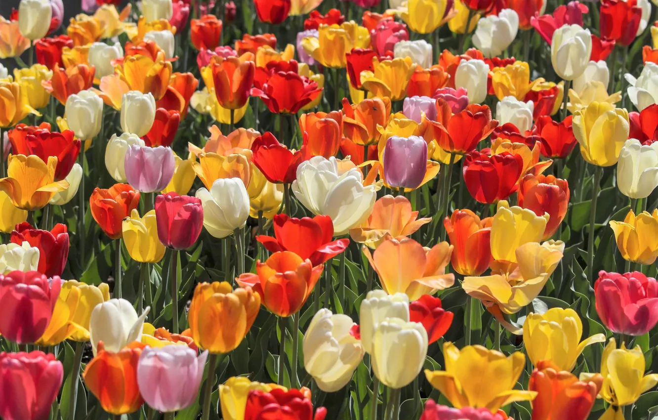 Photo wallpaper tulips, buds, colorful, a lot, plantation