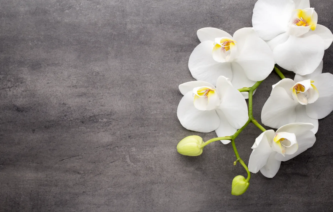 Photo wallpaper flowers, white, white, buds, Orchid, flowers, orchid