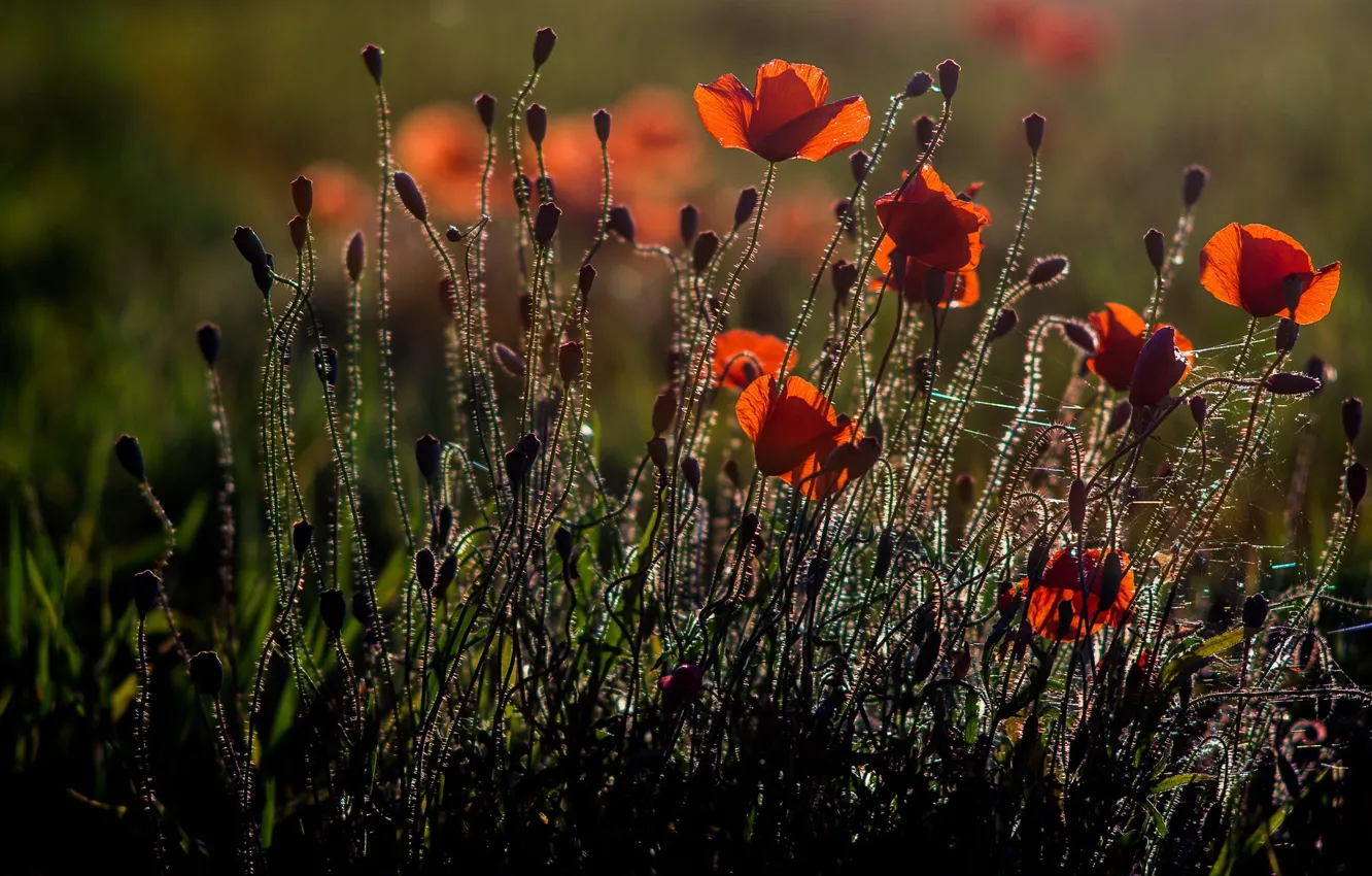 Photo wallpaper light, flowers, nature, Mac, Maki, petals, silhouette, buds