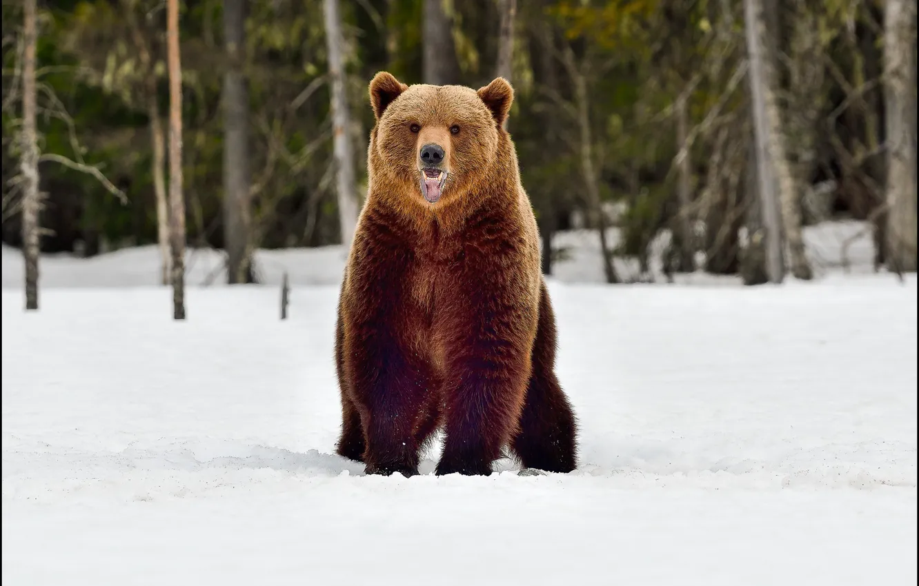 Photo wallpaper winter, snow, nature, bear, mouth, sitting