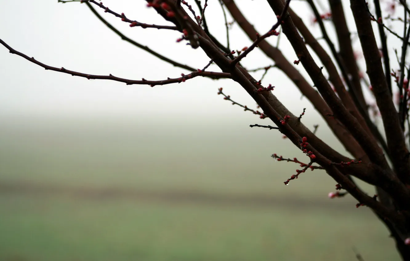 Photo wallpaper macro, trees, nature