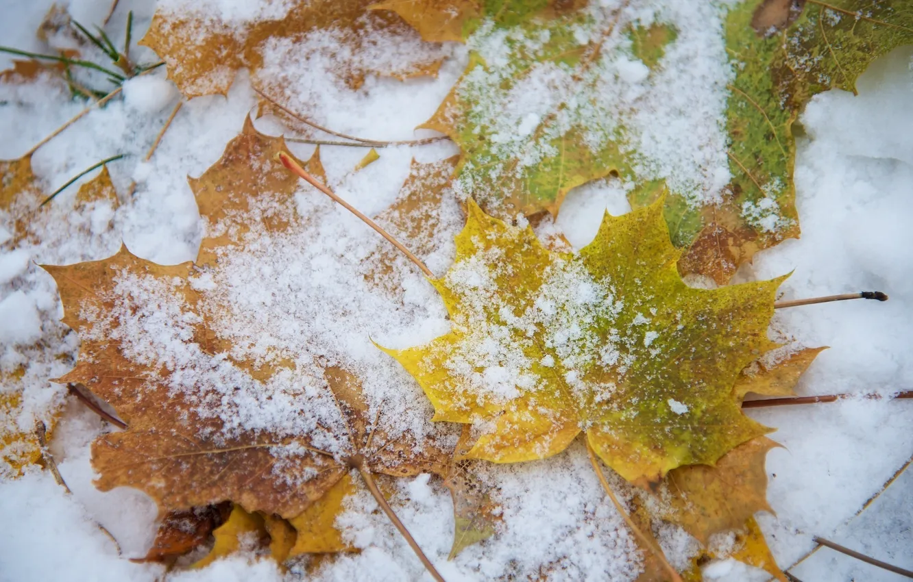Photo wallpaper leaves, macro, snow