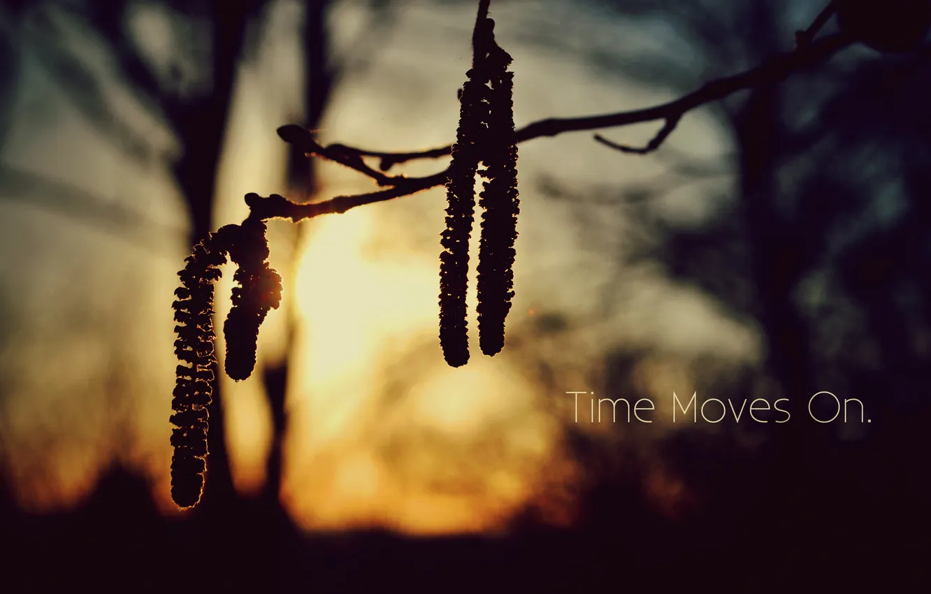 Photo wallpaper trees, sunset, nature, the inscription, branch, time moves on